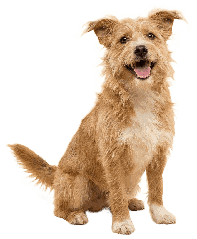 An adorable, happy mixed-breed dog, the kind whose exact breed makeup is a mystery worth solving
